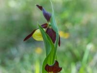 Gelber Frauenschuh